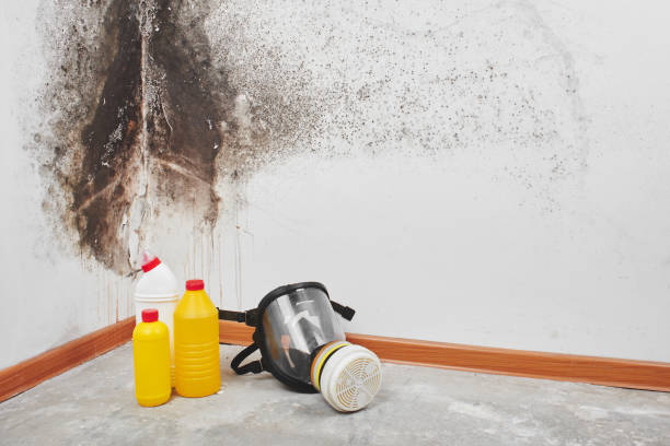 Best Toxic Mold Removal  in Camilla, GA