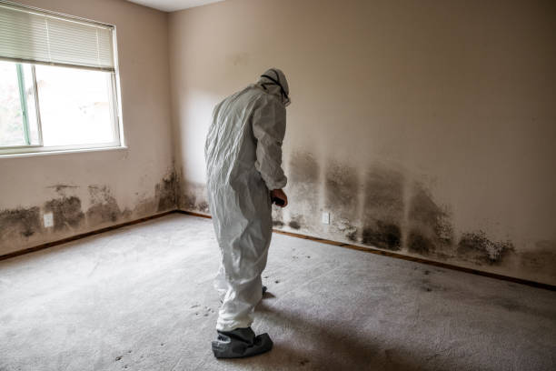 Best Office Mold Removal Services  in Camilla, GA